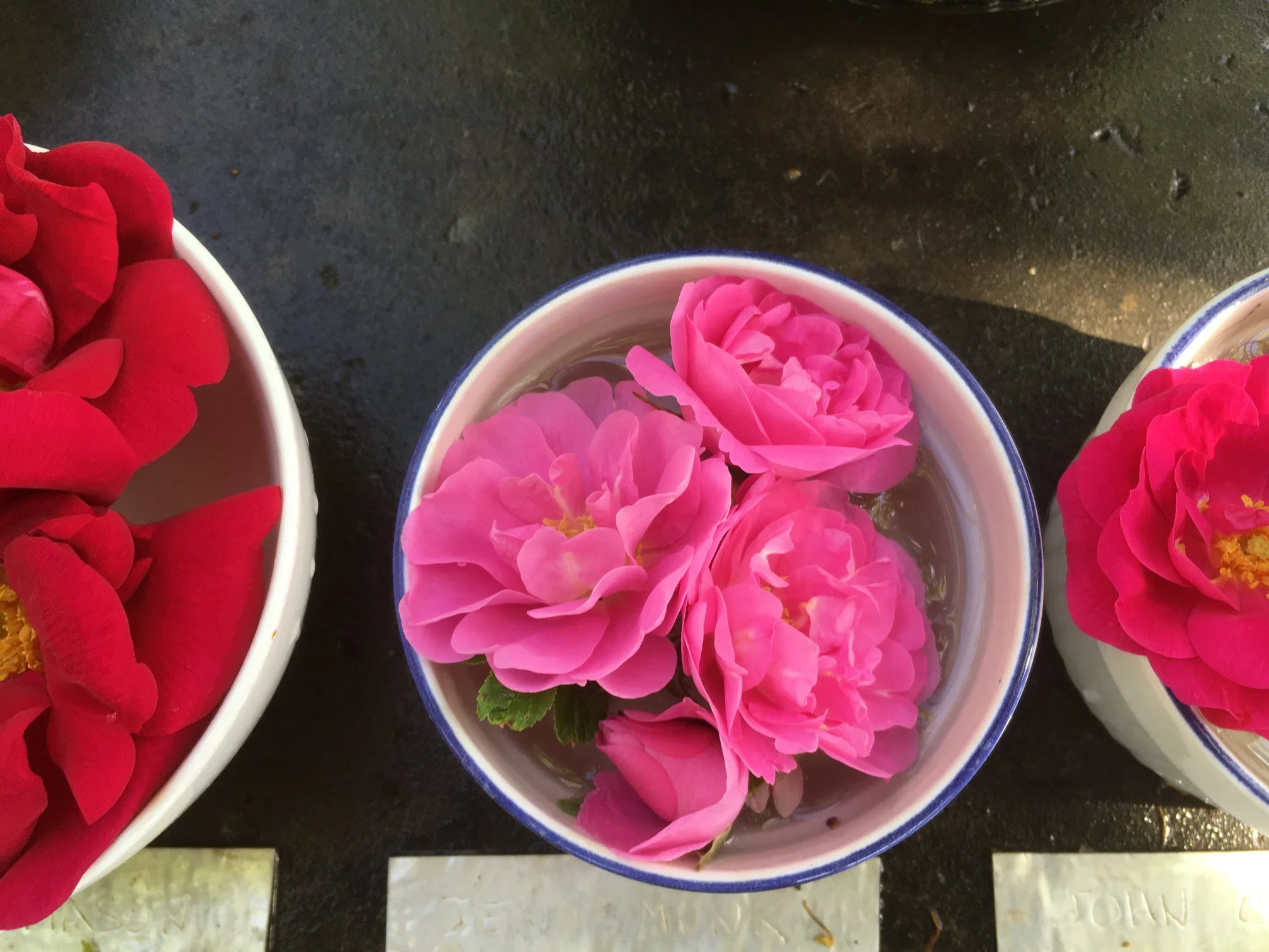 Celestial Rose — Corn Hill Nursery